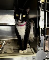 Shelter Stray Female Cat last seen , 1850 W 60th St, Los Angeles, CA 90047, USA