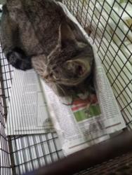 Shelter Stray Female Cat last seen , 1850 W 60th St, Los Angeles, CA 90047, USA