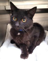 Shelter Stray Male Cat last seen , 1850 W 60th St, Los Angeles, CA 90047, USA