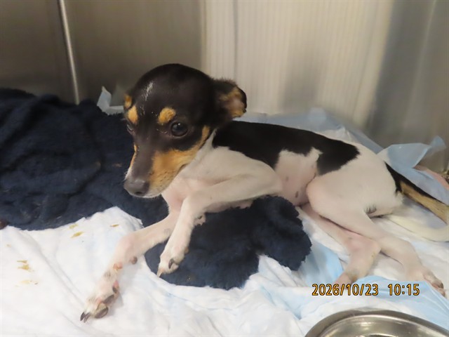 Shelter Stray Female Dog last seen QUADALUPE/AVANIDA DE YAQUI, 5501 E Van Buren St, Phoenix, AZ 85008, USA