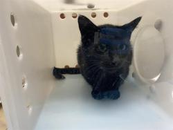 Shelter Stray Female Cat last seen Near BLOCK COUNTY LINE RD, 3839 W Burnham St, West Milwaukee, WI 53215, USA