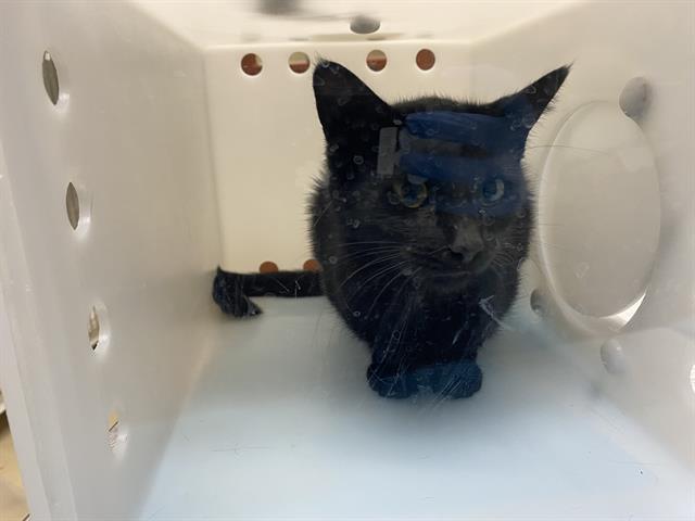 Shelter Stray Female Cat last seen Near BLOCK COUNTY LINE RD, 3839 W Burnham St, West Milwaukee, WI 53215, USA