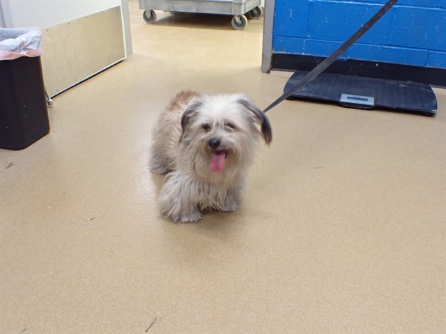Shelter Stray Male Dog last seen ST PETERS, 4850 Mid Rivers Mall Dr, St Peters, MO 63376, USA