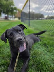 Shelter Stray Male Dog last seen Near BLOCK W APPLESEED RD, WEST VALLEY CITY UT 84119, 4522 W 3500 S, West Valley City, UT 84120, USA