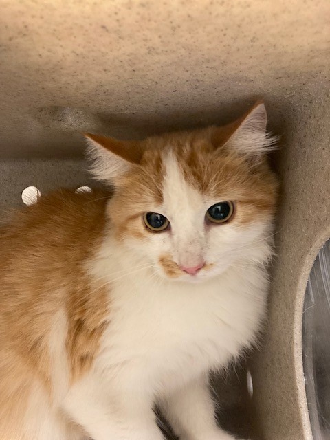 Shelter Stray Unknown Cat last seen Near BLOCK W 2900, 4522 W 3500 S, West Valley City, UT 84120, USA