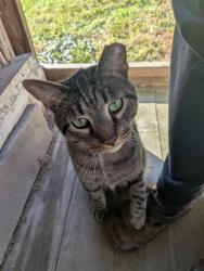 Reunited Male Cat last seen Kutztown rd and Route 100, Hereford Township, PA 19504