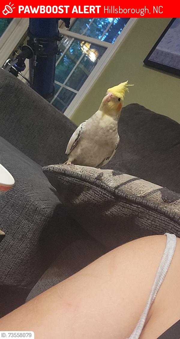 Lost Unknown Bird last seen Near Bonaparte Dr, Hillsborough, NC 27278