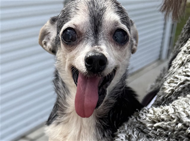 Shelter Stray Female Dog last seen KANSAS AVE/DEL LAGO DR ASTATULA 34705, 12280 County Rd 448, Tavares, FL 32778, USA