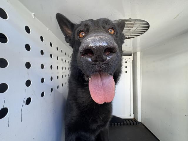 Shelter Stray Male Dog last seen Near BLOCK CAMINO REAL, JURUPA VALLEY, CA, 6851 Van Buren Boulevard, Jurupa Valley, CA 92509, USA