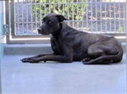 Shelter Stray Female Dog last seen Near BLOCK S SANTA FE AVE, SAN JACINTO, CA 92583, 581 S Grand Ave, San Jacinto, CA 92582, USA