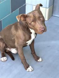Shelter Stray Male Dog last seen MARIPOSA ST, SAN JACINTO, 581 S Grand Ave, San Jacinto, CA 92582, USA
