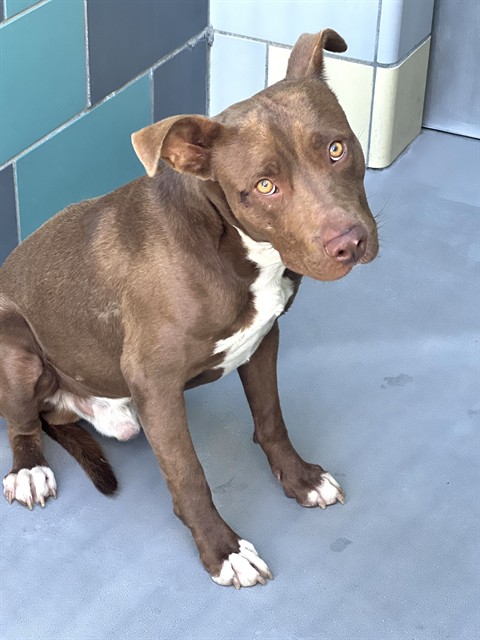 Shelter Stray Male Dog last seen MARIPOSA ST, SAN JACINTO, 581 S Grand Ave, San Jacinto, CA 92582, USA