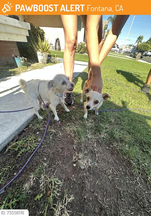 Found/Stray Female Dog last seen Village and Dune, Fontana, CA 92337