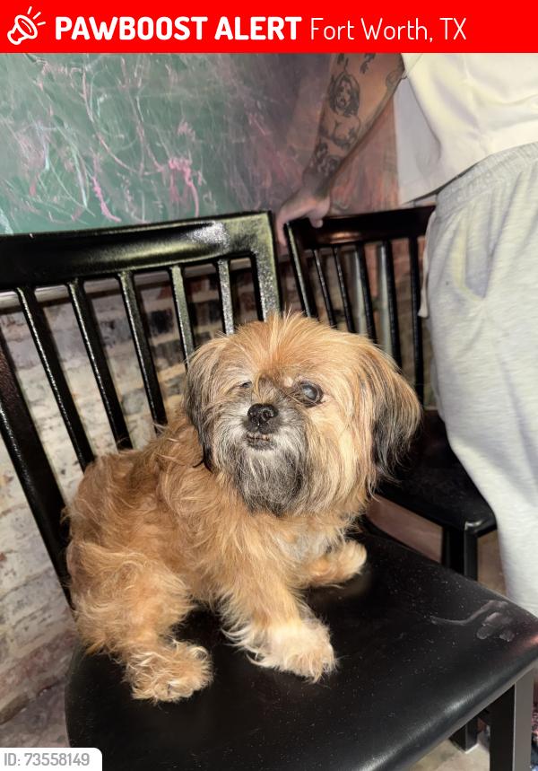 Lost Male Dog last seen near burger box on camp bowie, Fort Worth, TX 76116