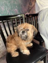 Lost Male Dog last seen near burger box on camp bowie, Fort Worth, TX 76116