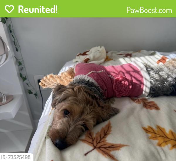 Reunited Female Dog last seen JFK and Paterson Plank Blvd, North Bergen, NJ 07087