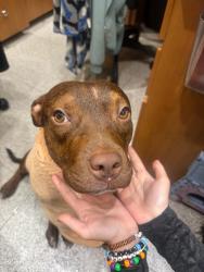 Reunited Male Dog last seen Wamart Dennys, Leesburg, FL 34748