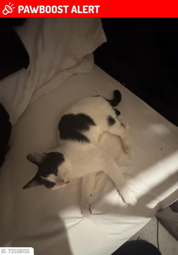 Lost Male Cat last seen Little lane, Greater Manchester, England 