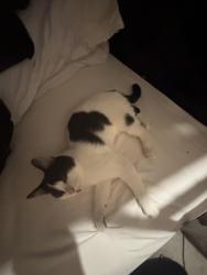 Lost Male Cat last seen Little lane, Greater Manchester, England 