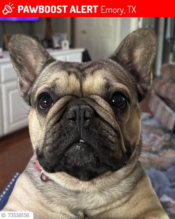 Lost Female Dog last seen Hwy 276 and County Rd 1230, Emory, TX 75440