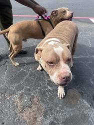 Reunited Female Dog last seen Sunrise Rd/79, Round Rock, TX 78664