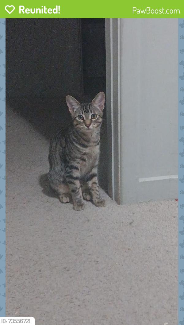 Reunited Male Cat last seen Old pizza hut, New Cumberland, PA 17070