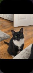 Lost Female Cat last seen Cornwall Roasd, Droylsden, England M43 7PT