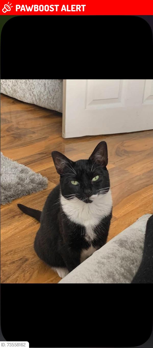 Lost Female Cat last seen Cornwall Roasd, Droylsden, England M43 7PT