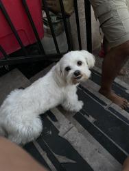 Lost Male Dog last seen 67th St, Kansas City, MO 64113