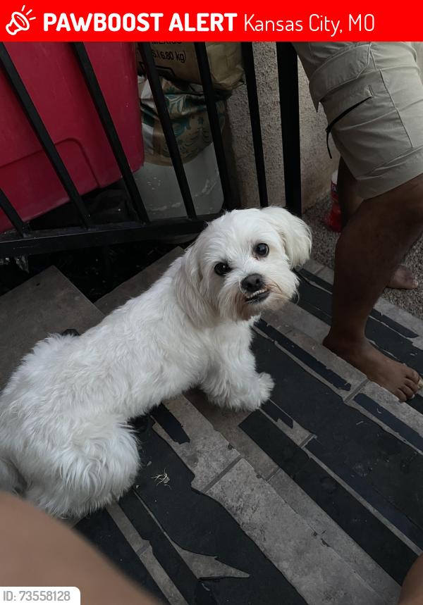 Lost Male Dog last seen 67th St, Kansas City, MO 64113