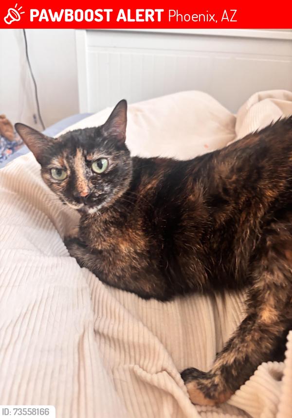 Lost Female Cat last seen 35th ave, Phoenix, AZ 85019
