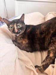 Lost Female Cat last seen 35th ave, Phoenix, AZ 85019