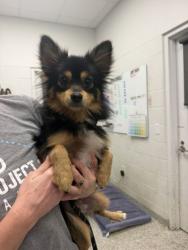 Shelter Stray Male Dog last seen W 2nd St & Delaware St, KCMO, 64105, 64105, MO, 7077 Elmwood Ave, Kansas City, MO 64132, USA