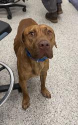 Shelter Stray Male Dog last seen Near N Amity Ave, 64153, MO, 7077 Elmwood Ave, Kansas City, MO 64132, USA