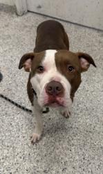Shelter Stray Male Dog last seen Near N Amity Ave, 64153, MO, 7077 Elmwood Ave, Kansas City, MO 64132, USA