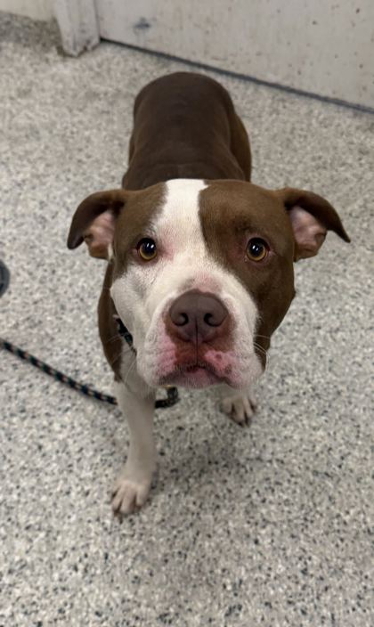 Shelter Stray Male Dog last seen Near N Amity Ave, 64153, MO, 7077 Elmwood Ave, Kansas City, MO 64132, USA