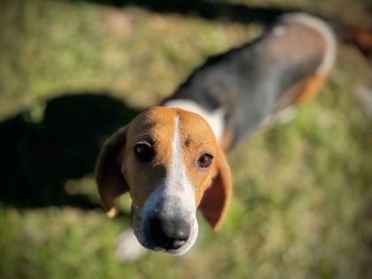 Shelter Stray Female Dog last seen Croatan Forest/Lake Road, Havelock, NC, 1639 Old Airport Rd, New Bern, NC 28562, USA