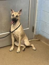 Shelter Stray Female Dog last seen Near Buford Hwy Atlanta GA 30341, 30341, GA, 3280 Chamblee Dunwoody Rd, Chamblee, GA 30341, USA