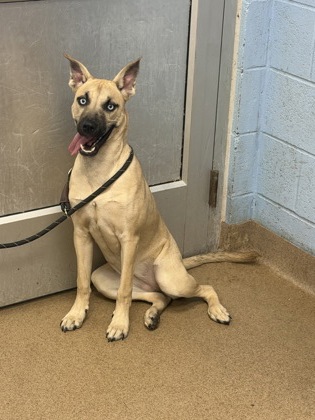 Shelter Stray Female Dog last seen Near Buford Hwy Atlanta GA 30341, 30341, GA, 3280 Chamblee Dunwoody Rd, Chamblee, GA 30341, USA
