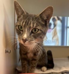 Shelter Stray Male Cat last seen Near MARBUT TRCE, 30058, GA, 3280 Chamblee Dunwoody Rd, Chamblee, GA 30341, USA
