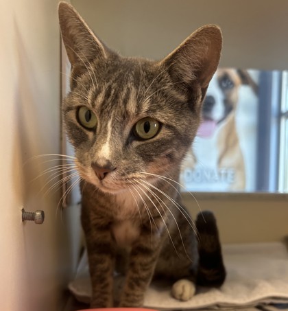 Shelter Stray Male Cat last seen Near MARBUT TRCE, 30058, GA, 3280 Chamblee Dunwoody Rd, Chamblee, GA 30341, USA