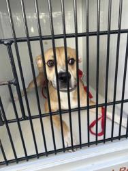Shelter Stray Male Dog last seen Near Ada Ln. 5519., Sandy Springs, GA, 1251 Fulton Industrial Blvd NW, Atlanta, GA 30336, USA