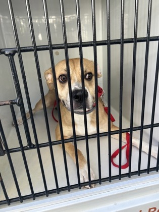 Shelter Stray Male Dog last seen Near Ada Ln. 5519., Sandy Springs, GA, 1251 Fulton Industrial Blvd NW, Atlanta, GA 30336, USA