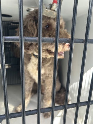 Shelter Stray Male Dog last seen Near Roswell Rd., Sandy Springs, GA, 1251 Fulton Industrial Blvd NW, Atlanta, GA 30336, USA