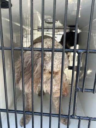 Shelter Stray Male Dog last seen Near Roswell Rd., Sandy Springs, GA, 1251 Fulton Industrial Blvd NW, Atlanta, GA 30336, USA