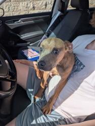 Shelter Stray Male Dog last seen Near ABERNATHY RD, Atlanta, GA, 1251 Fulton Industrial Blvd NW, Atlanta, GA 30336, USA