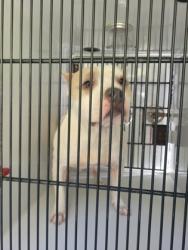 Shelter Stray Female Dog last seen Near Carmel rd, East Point, GA, 1251 Fulton Industrial Blvd NW, Atlanta, GA 30336, USA