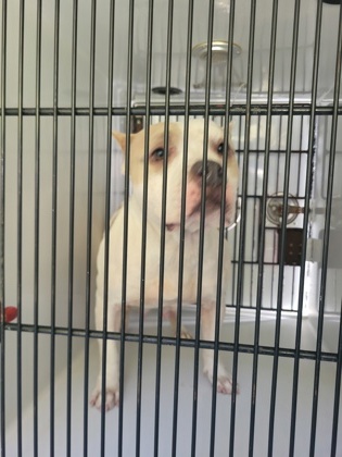Shelter Stray Female Dog last seen Near Carmel rd, East Point, GA, 1251 Fulton Industrial Blvd NW, Atlanta, GA 30336, USA