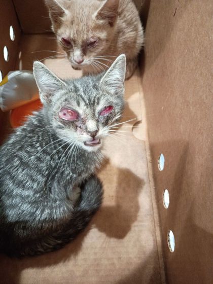 Shelter Stray Unknown Cat last seen Near Windsor St Sw, Atlanta, GA, 1251 Fulton Industrial Blvd NW, Atlanta, GA 30336, USA