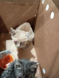Shelter Stray Male Cat last seen Near Windsor St Sw, Atlanta, GA, 1251 Fulton Industrial Blvd NW, Atlanta, GA 30336, USA
